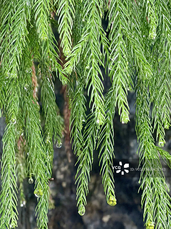 华蓥山森林公园里的一条条下垂的柳杉叶挂着露珠的特写图片图片素材