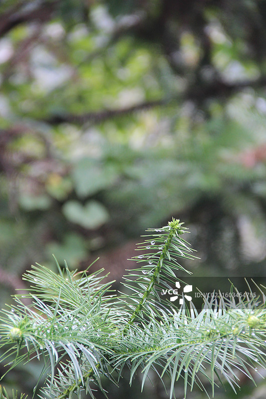 杭州 萧山 青化山 三泉王村 雨后 针叶 树 特写图片素材