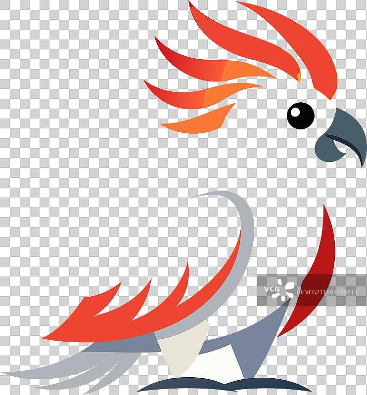 可爱的小葵花凤头鹦鹉图片素材