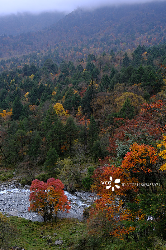 四川雅安喇叭河自然动植物合集图片素材