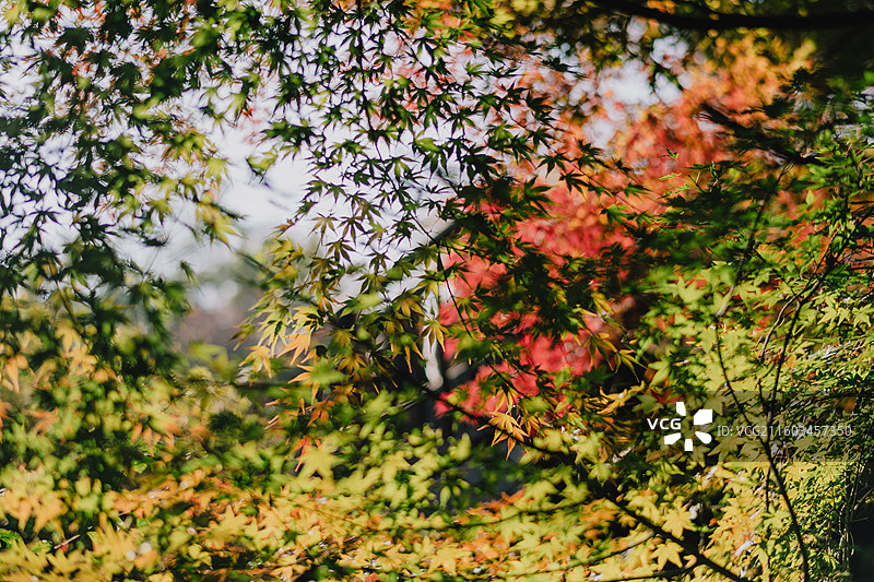 韩国 首尔 南山图片素材
