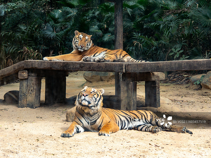 动物园里的两只老虎，趴在地上和架子上休息，摄于广州。图片素材