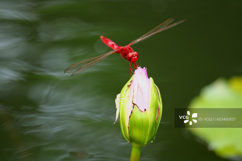 小荷才露尖尖角，早有蜻蜓立上头图片素材