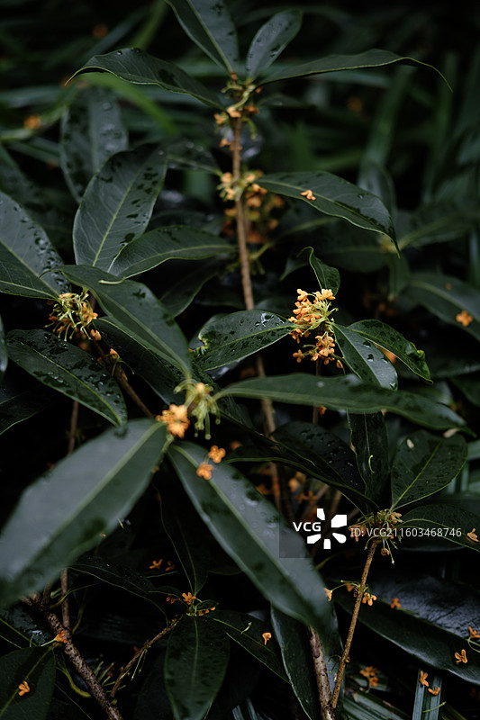 秋雨后的桂花图片素材