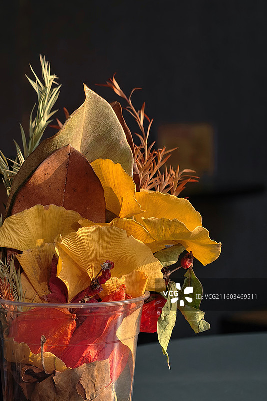 秋天的树叶图片素材