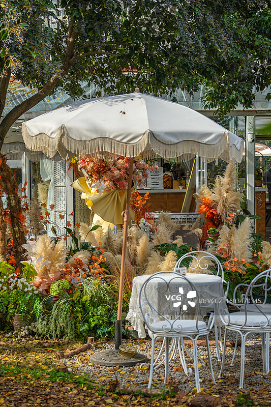 洛阳从政坊！秋天水杉林 红杉红叶 秋日限定 打卡圣地图片素材