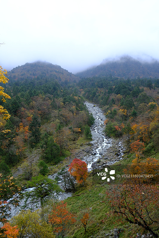 四川雅安喇叭河自然动植物合集图片素材