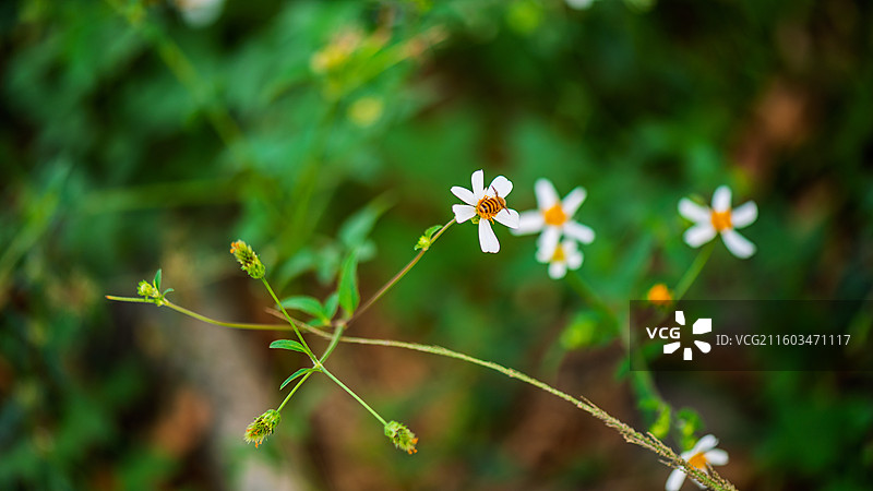 野外白色开花植物特写图片素材