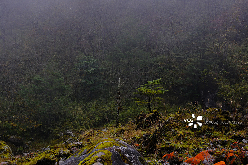 四川雅安喇叭河自然动植物合集图片素材