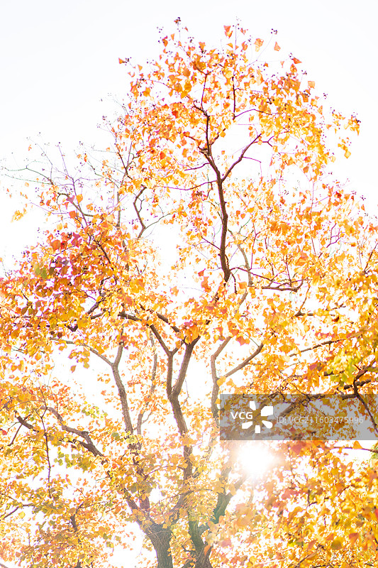 金色秋天树林森林里参天大树乌桕树银杏树特写图片素材