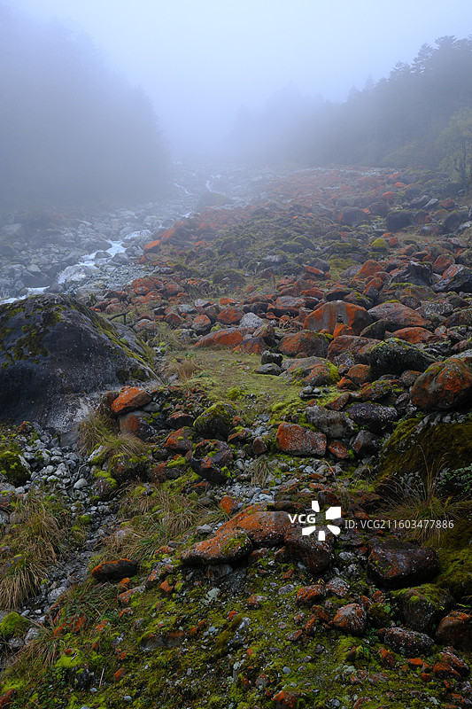 四川雅安喇叭河自然动植物合集图片素材