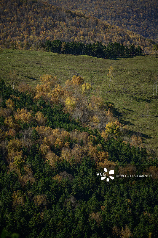 内蒙赤峰秋天的彩色美林谷白桦树美景图片素材