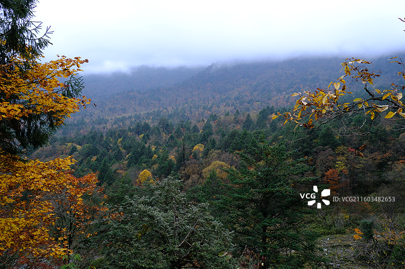 四川雅安喇叭河自然动植物合集图片素材