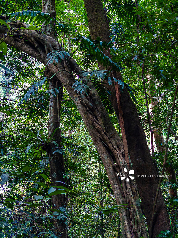 云南省西双版纳州勐腊县望天树景区图片素材