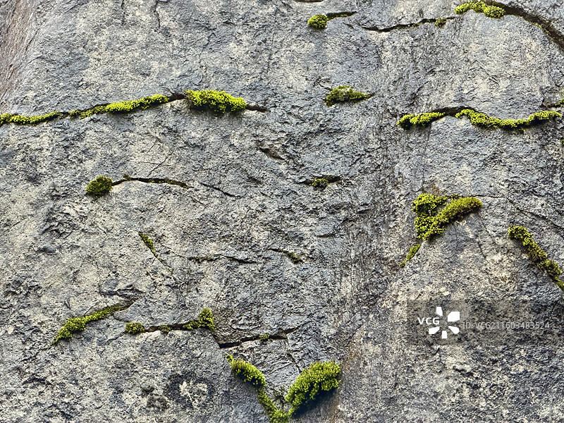 大自然亲笔挥毫的水墨画作，一条条一断断的苔藓生长在岩石表面的缝隙中的景象图片素材