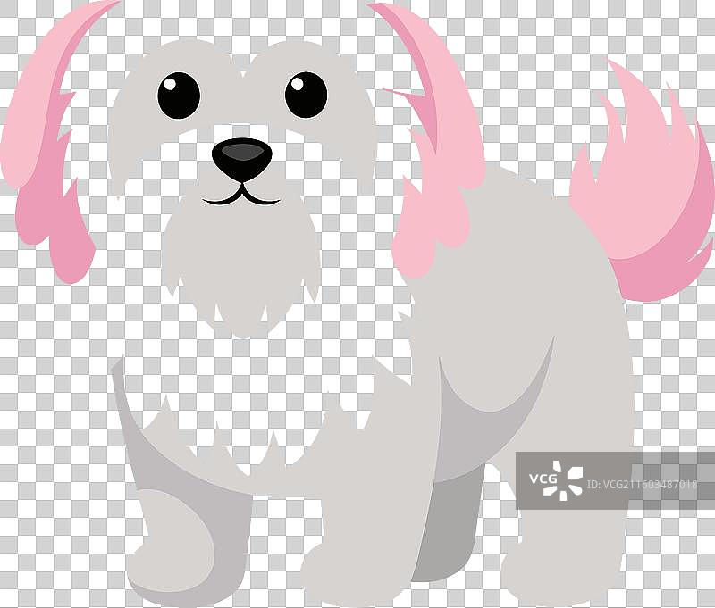 卷毛比熊犬站立，可爱图片素材