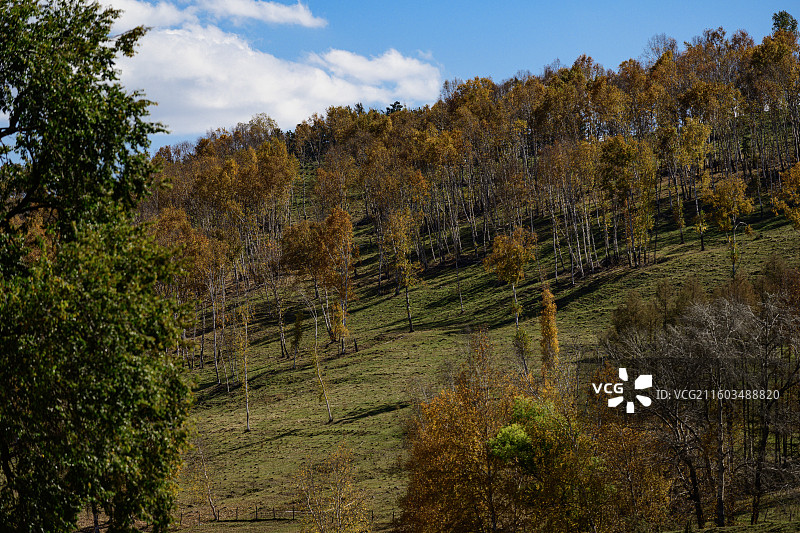 内蒙赤峰秋天的彩色美林谷白桦树美景图片素材