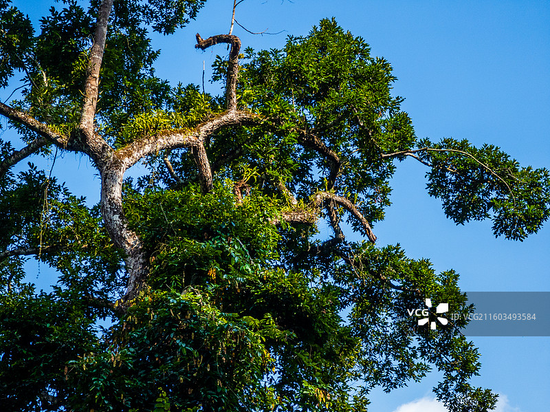 云南省西双版纳州勐腊县望天树景区图片素材