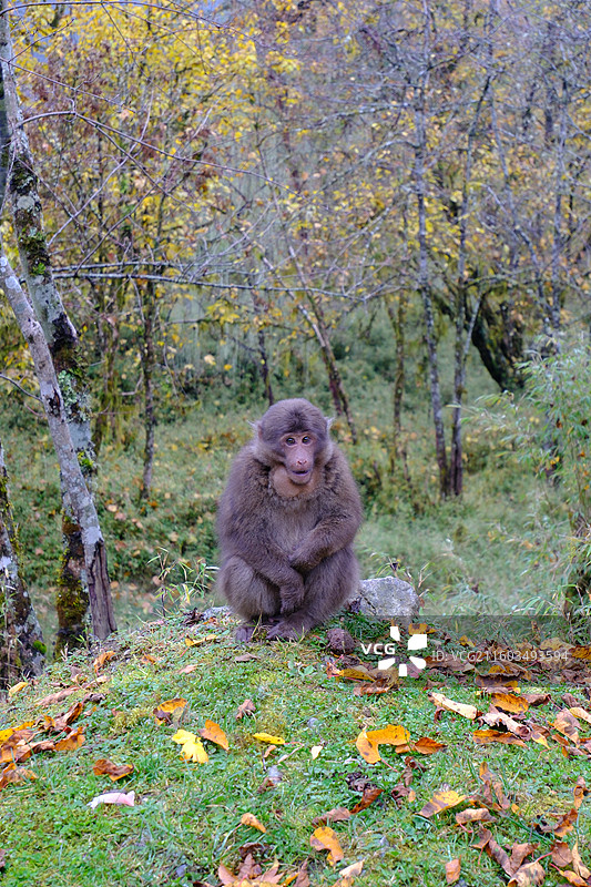 四川雅安喇叭河自然动植物合集图片素材