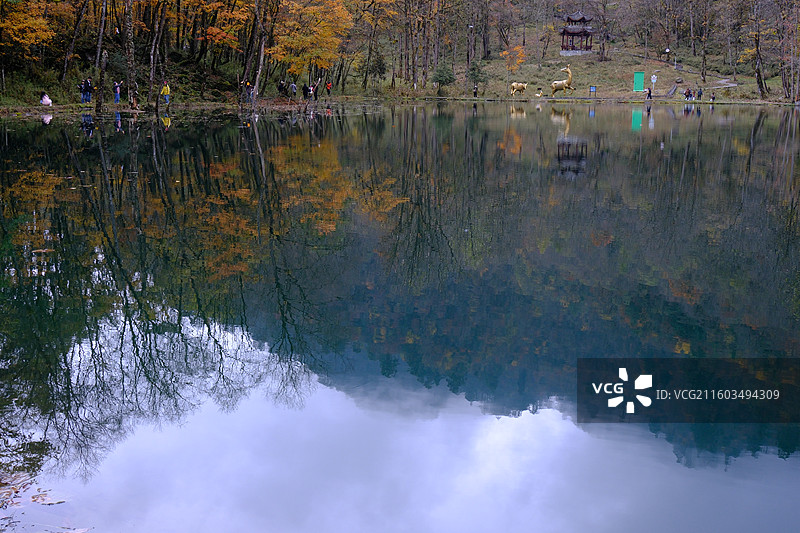 四川雅安喇叭河自然动植物合集图片素材