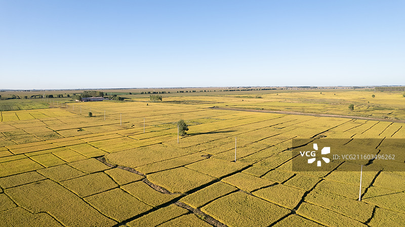 秋天的稻田图片素材