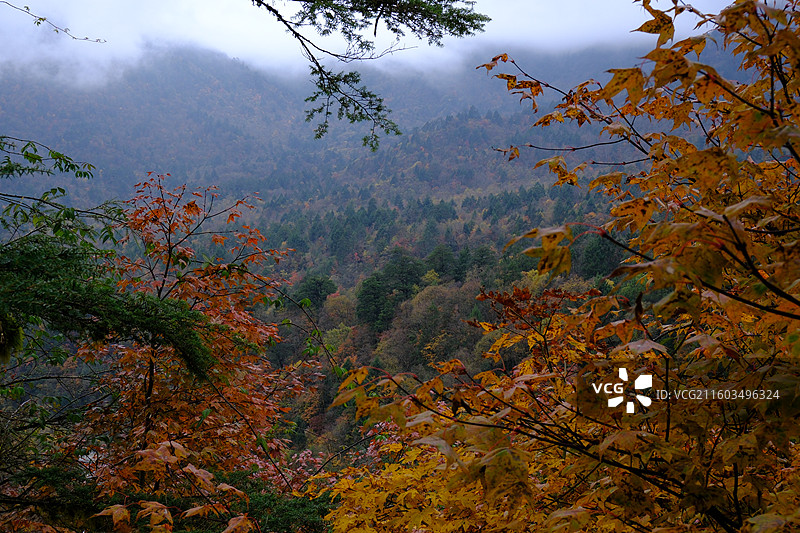 四川雅安喇叭河自然动植物合集图片素材