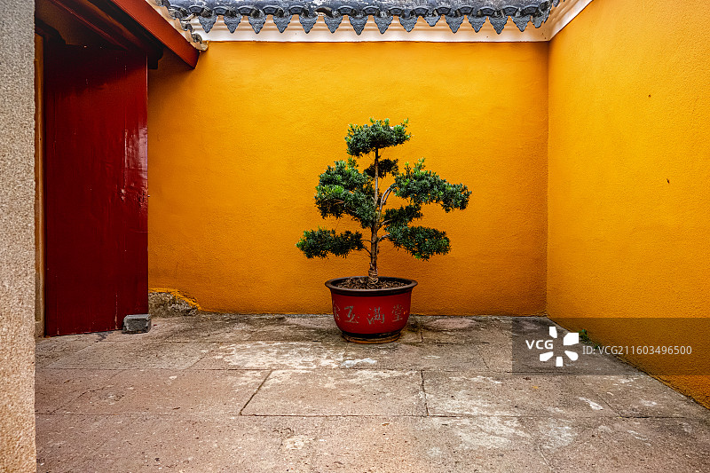 罗汉松与庙门 普陀山海天佛国 梵音古洞 梵音洞 普陀十二胜景图片素材