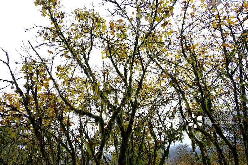 四川雅安喇叭河自然动植物合集图片素材