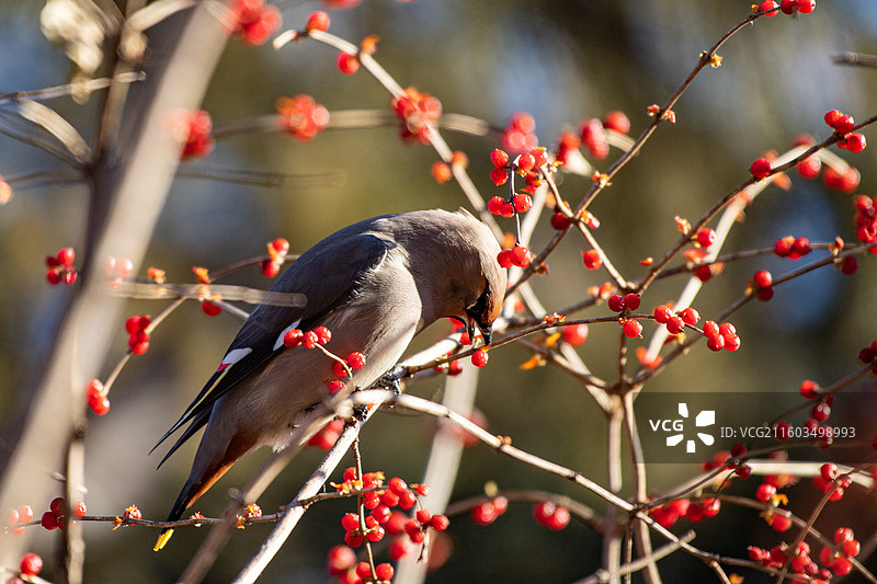 太平鸟图片素材