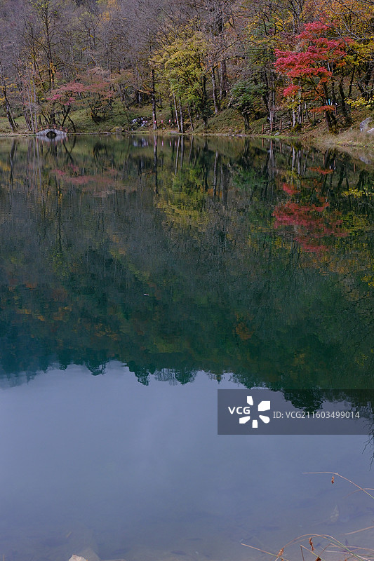 四川雅安喇叭河自然动植物合集图片素材