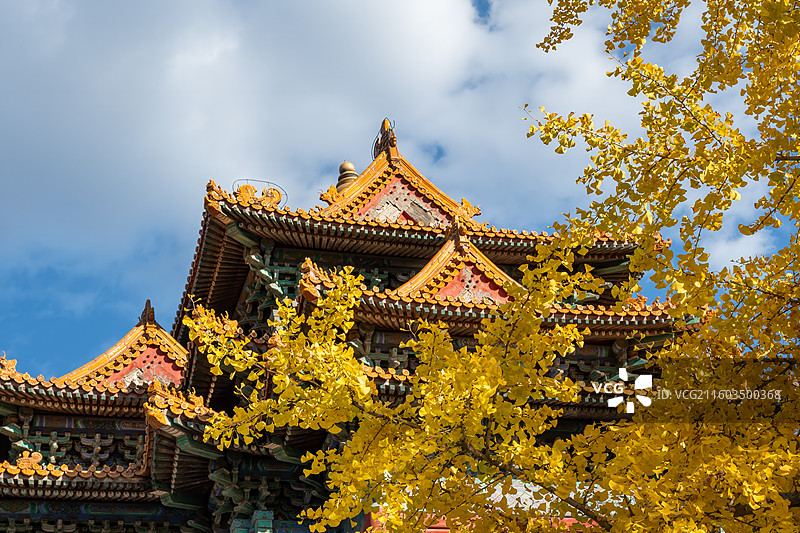 秋天故宫西南角楼外金黄色的银杏叶图片素材