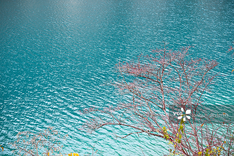 九寨沟箭竹海图片素材