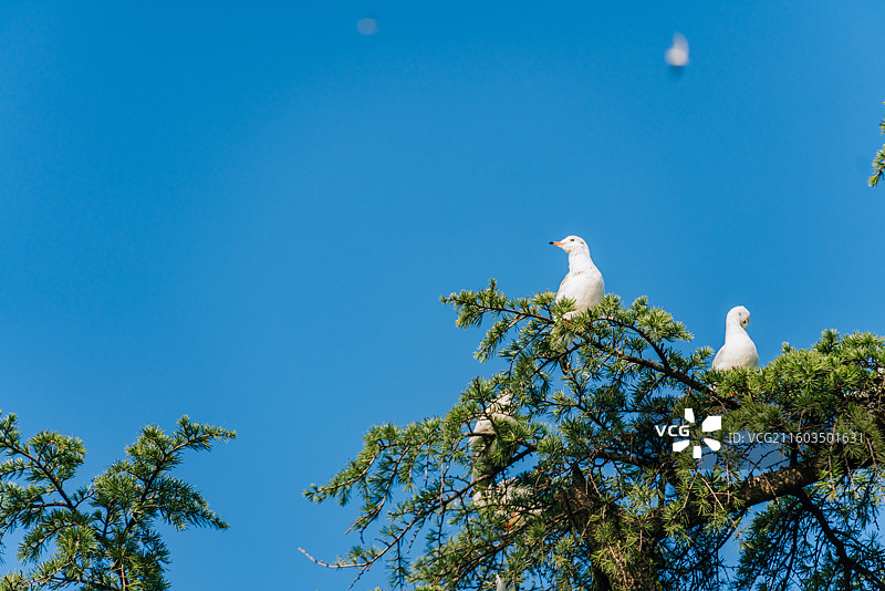 松树上栖息的红嘴鸥图片素材