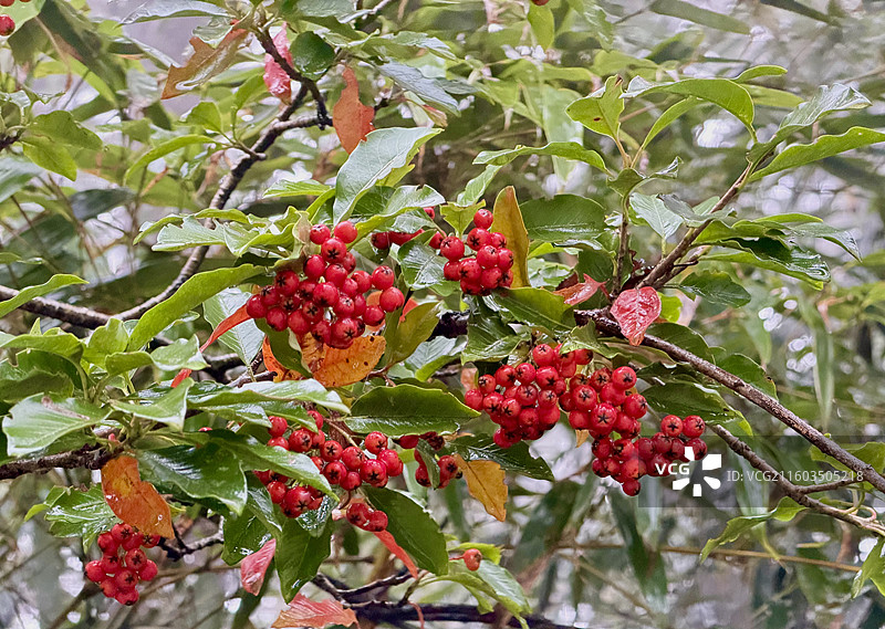 华蓥山森林公园里的火棘果图片素材