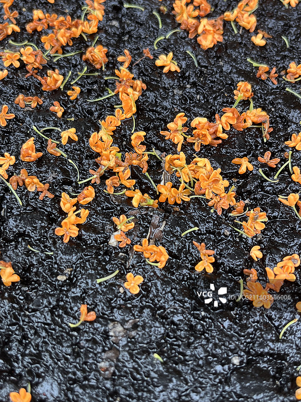 雨中的桂花图片素材