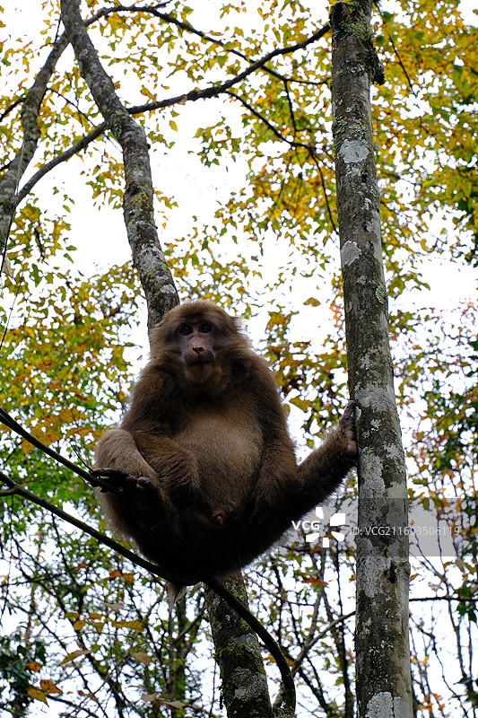 四川雅安喇叭河自然动植物合集图片素材
