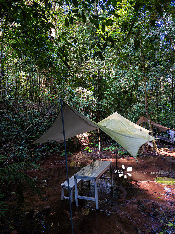 云南省西双版纳州勐腊县望天树景区图片素材