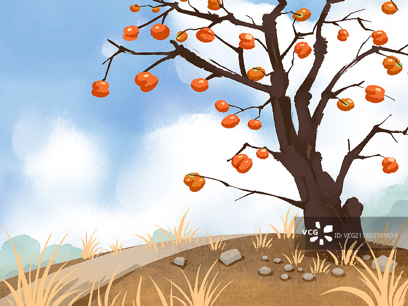 秋冬天天气寒冷后落叶了的柿子树图片素材