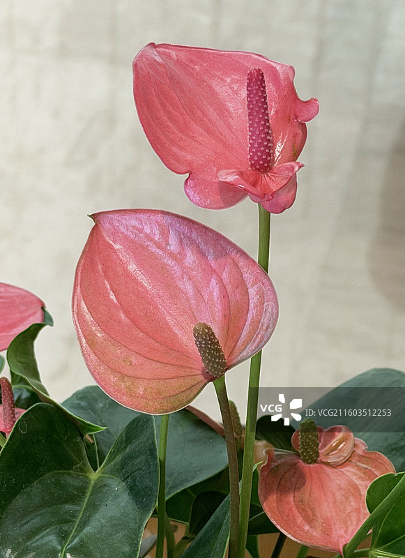 观赏植物-花烛图片素材