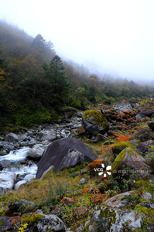 四川雅安喇叭河自然动植物合集图片素材