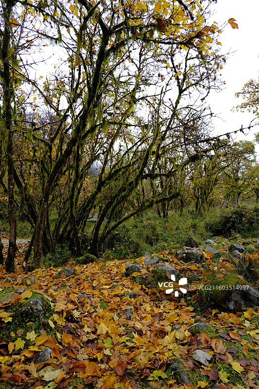 四川雅安喇叭河自然动植物合集图片素材