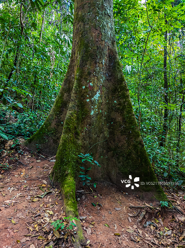 云南省西双版纳州勐腊县望天树景区图片素材