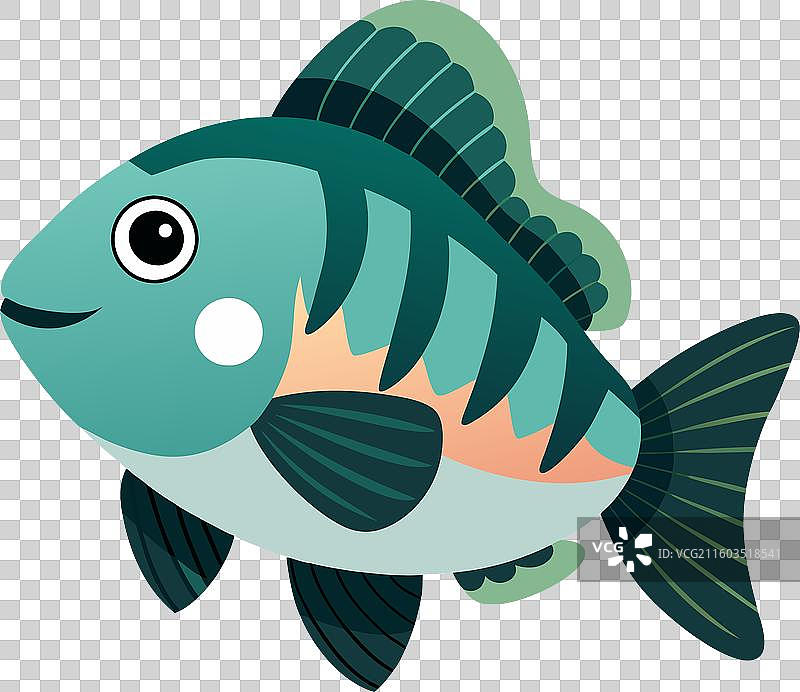 可爱的黑鲈鱼图片素材