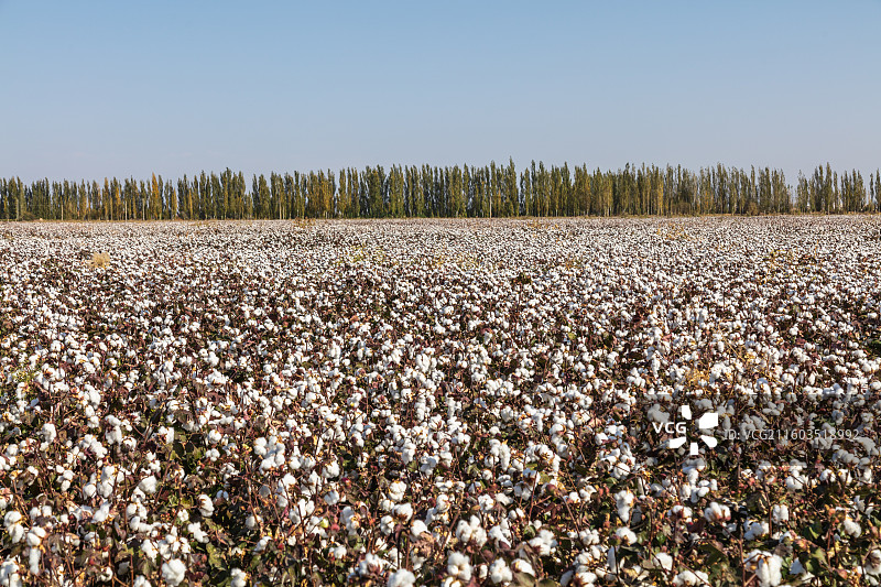 新疆哈密：广袤棉田迎丰收图片素材