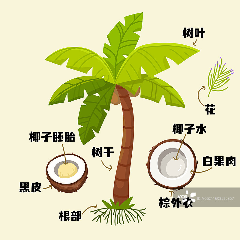 卡通椰子图鉴图片素材