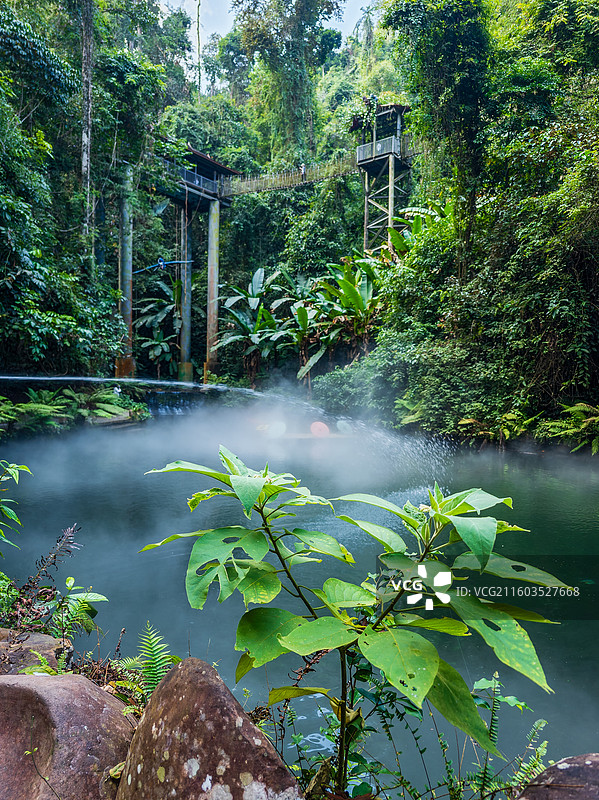 云南省西双版纳州勐腊县望天树景区图片素材