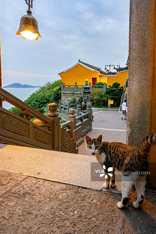 寺庙里的小猫蹲在台阶边 游客已经全部离开 普陀山海天佛国 梵音古洞 梵音洞 普陀十二胜景图片素材
