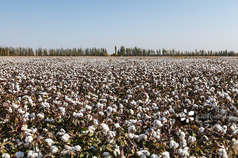 新疆哈密：广袤棉田迎丰收图片素材