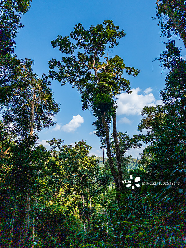云南省西双版纳州勐腊县望天树景区图片素材