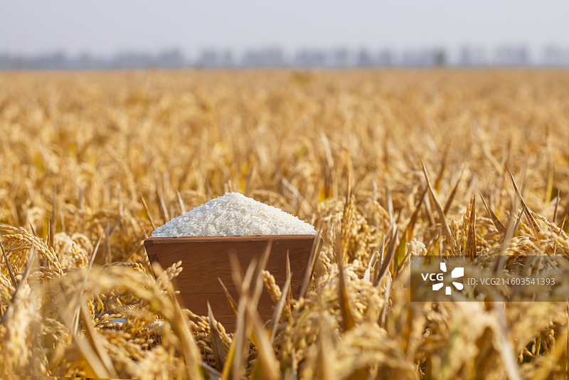 满满一升米摆放在金色稻田里图片素材